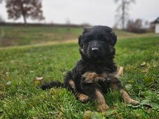 German Shepherd dogs - Ad 23