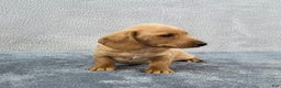 Miniature Dachshund dogs for sale: Baxter  - Ad 3