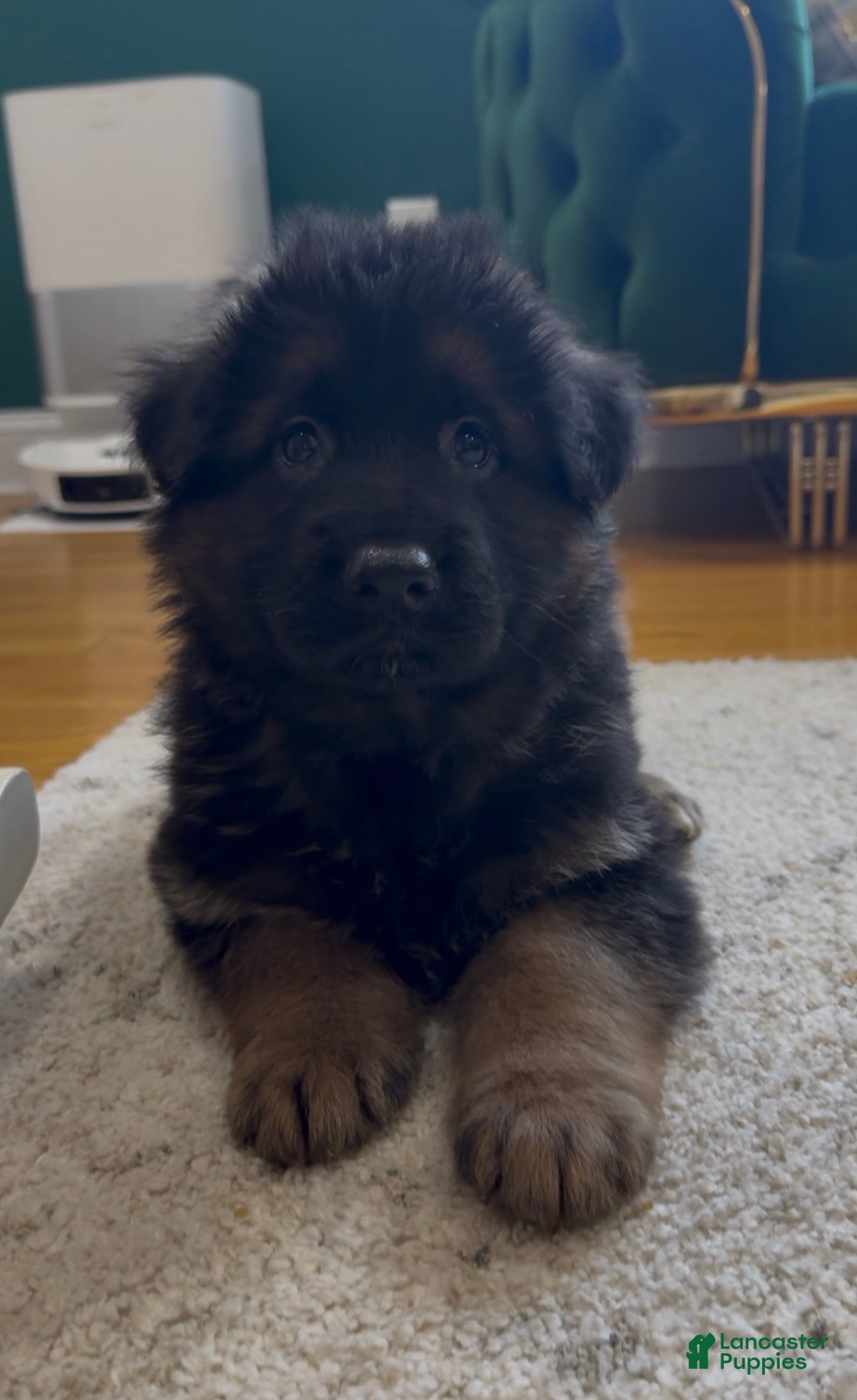 German Shepherd dogs Diesel  - Ad 2