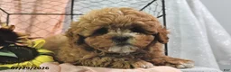 Shihpoo dogs for sale: Stacey - Ad 3