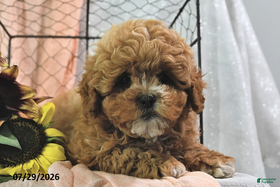 Shihpoo dogs for sale: Stacey - Ad 3