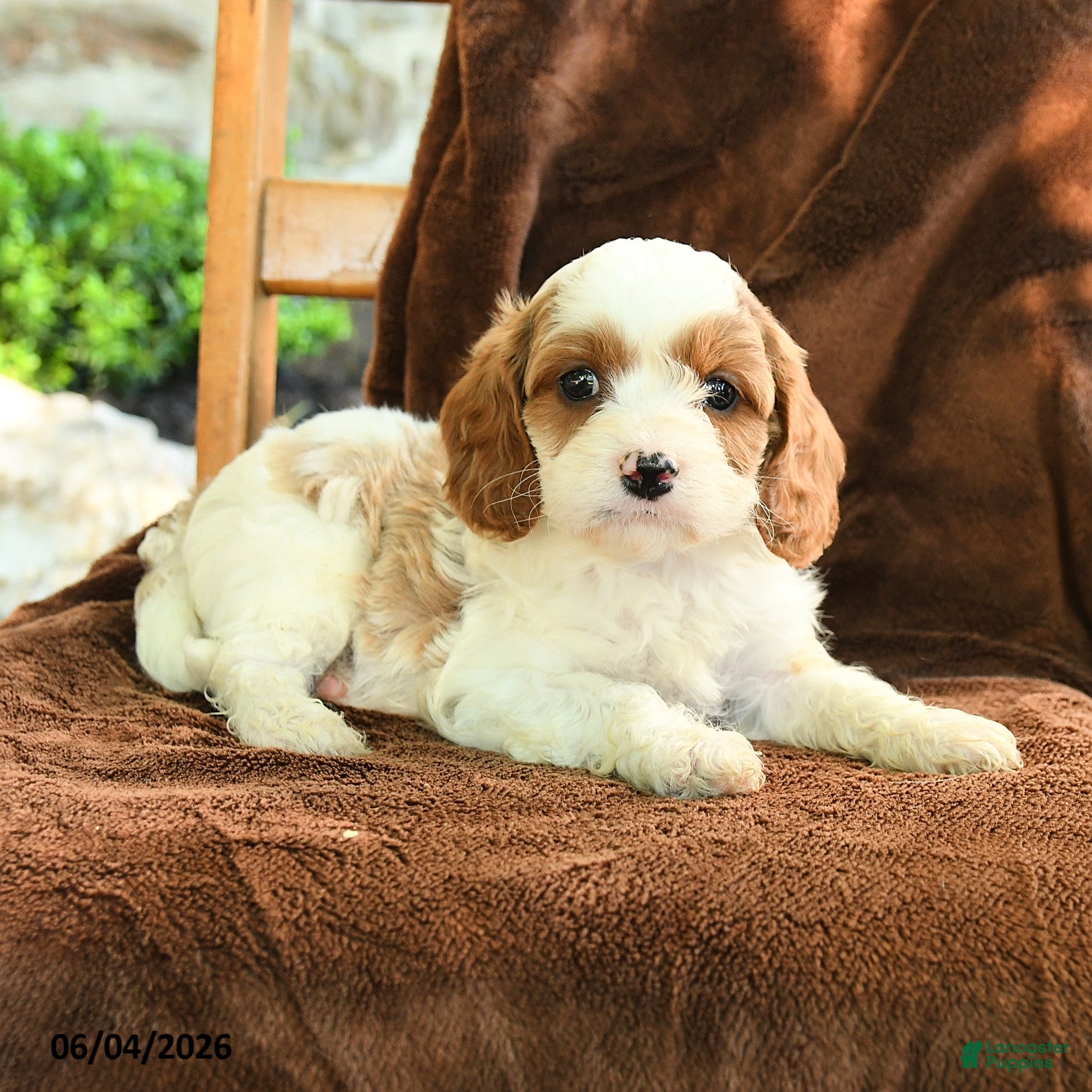 Cavapoo dogs Marty - Ad 2