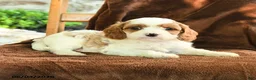 Cavapoo dogs for sale: Marty - Ad 2