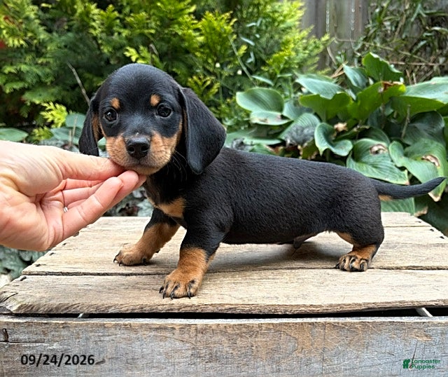Dachshund dogs Tanner - Ad 2