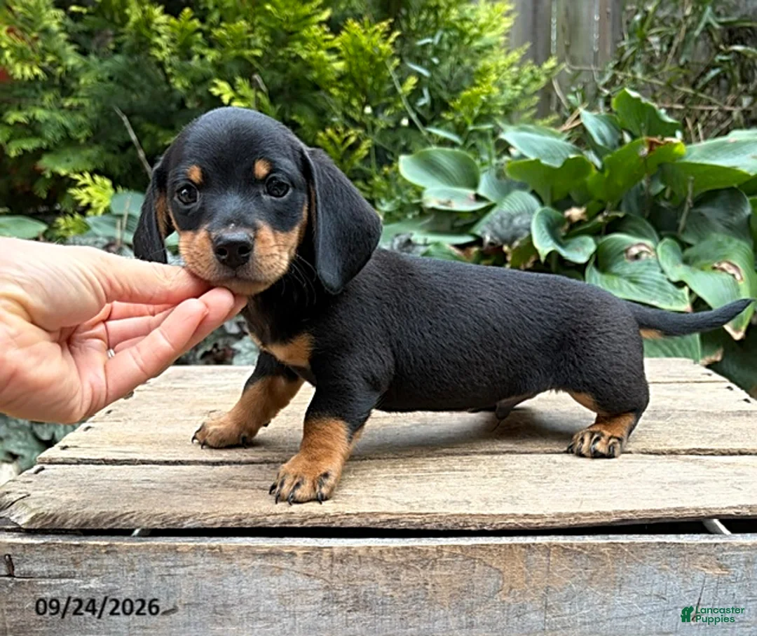Dachshund dogs for sale: Tanner - Ad 2