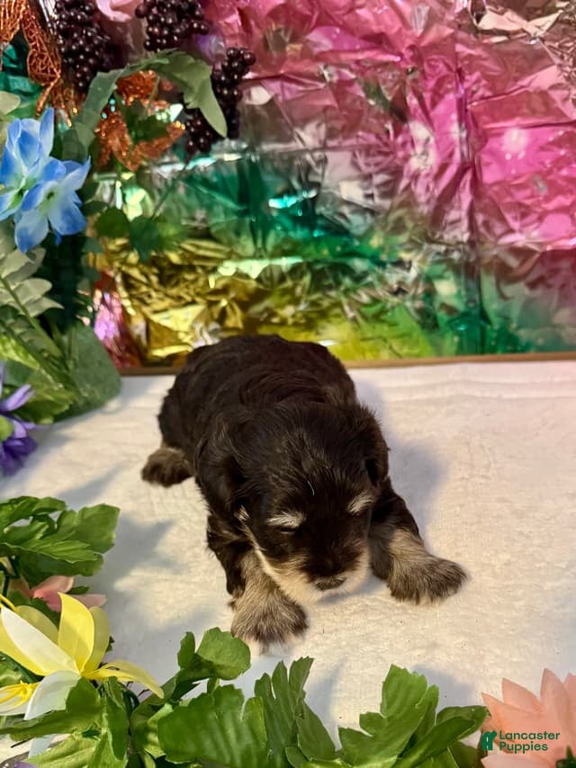 Miniature Schnauzer dogs Captain - Ad 1