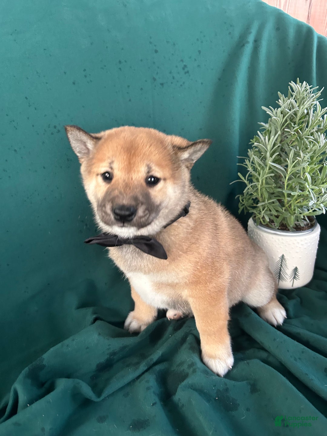 Shiba Inu dogs for sale: Lincoln - Ad 1