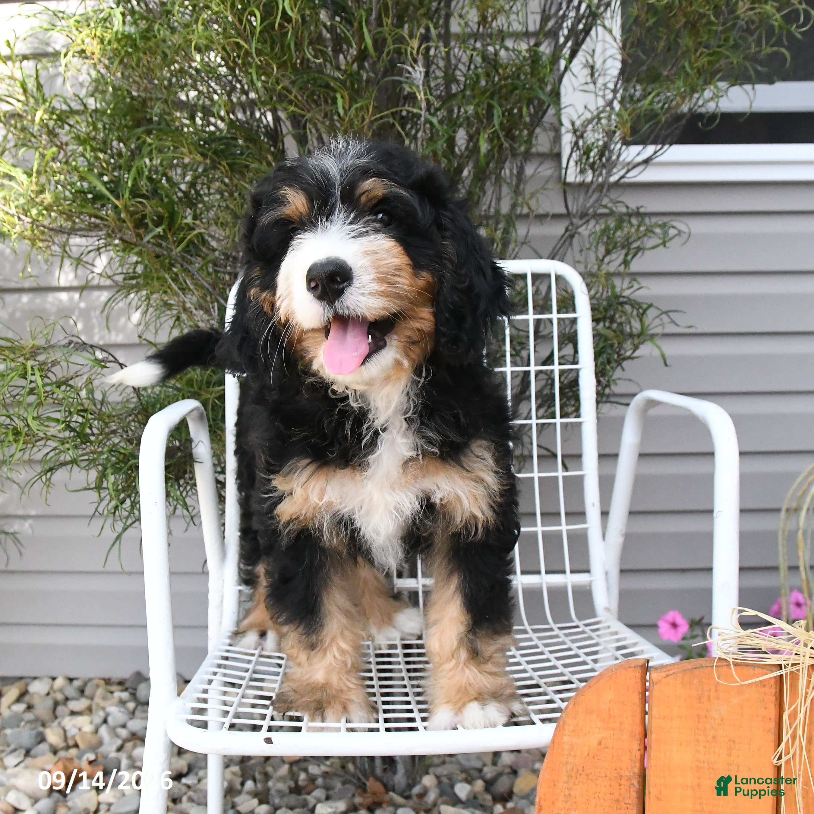 Mini Bernedoodle dogs Rocky - Ad 2