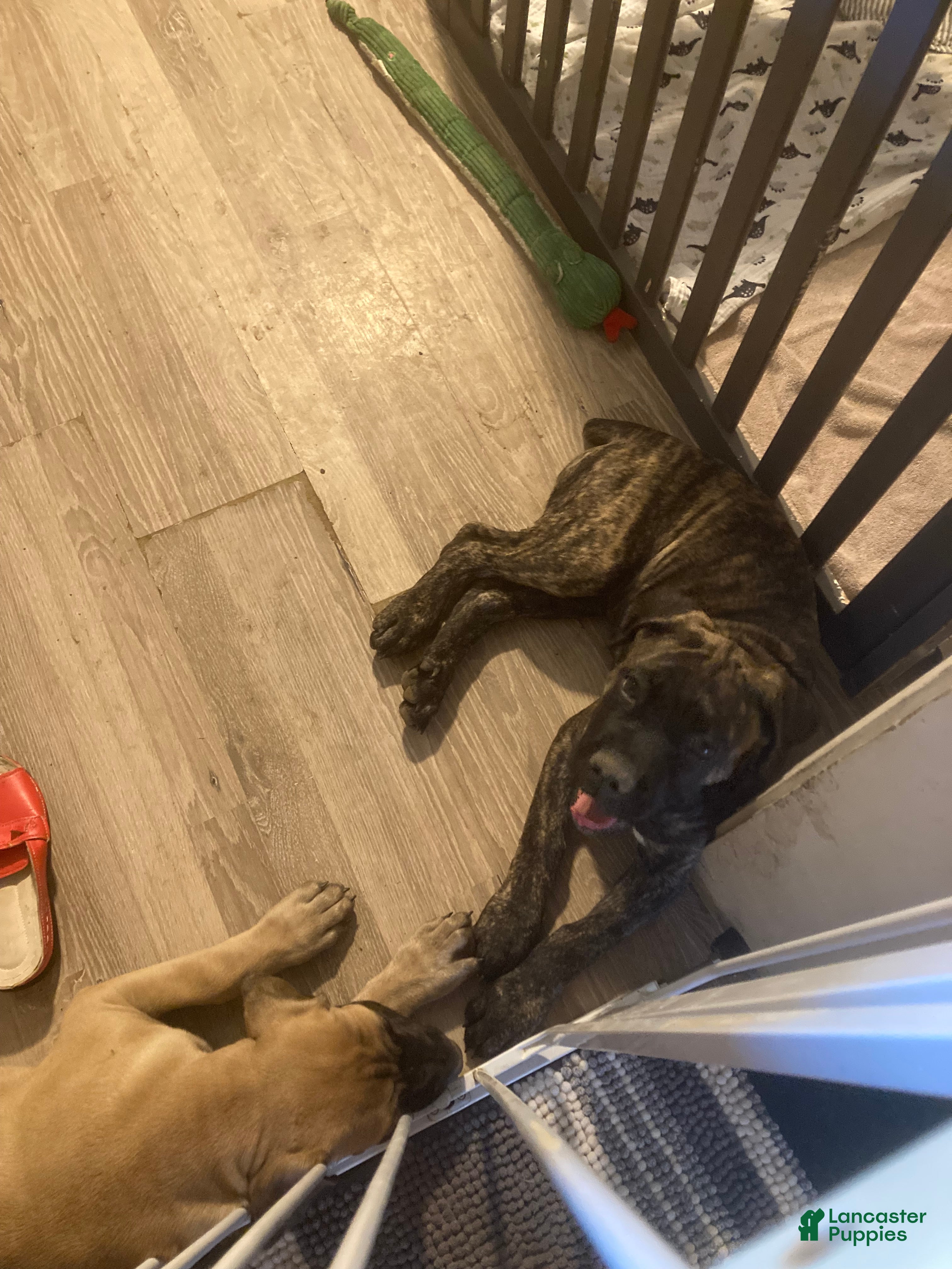Cane Corso dogs Cane Corso 1 - Ad 2