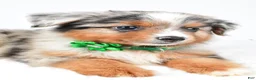 Miniature Australian Shepherd dogs for sale: Alyssa - Ad 4
