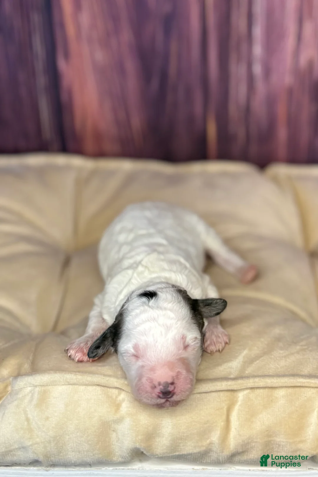 Maltipoo dogs for sale: Sawyer - Ad 1