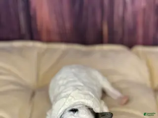 Maltipoo dogs Sawyer - Ad 19