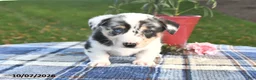 Welsh Corgi Pembroke dogs for sale: Cedar - Ad 3