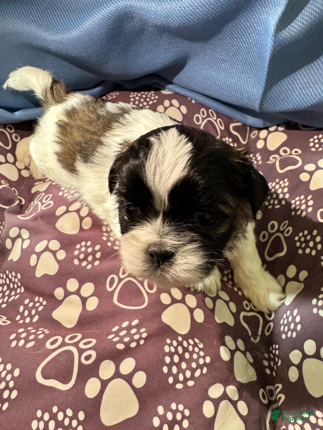 Shih Tzu dogs for sale: Shih Tzu Puppy 3 - Ad 1