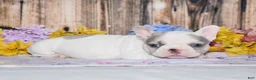 French Bulldog dogs for sale: Ferris - Ad 3