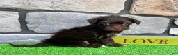 Havanese dogs for sale: Ricky - Ad 6