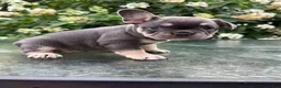 French Bulldog dogs for sale: Frankie - Ad 8