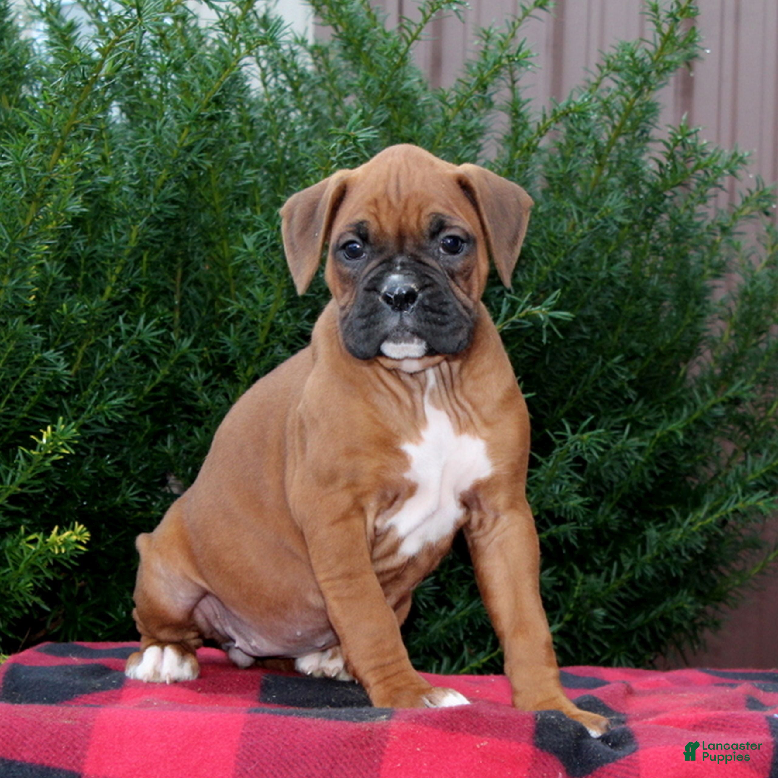 Boxer dogs Amber  - Ad 30