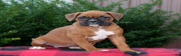 Boxer dogs for sale: Amber  - Ad 1