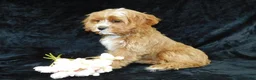 Cavapoo dogs for sale: King - Ad 5