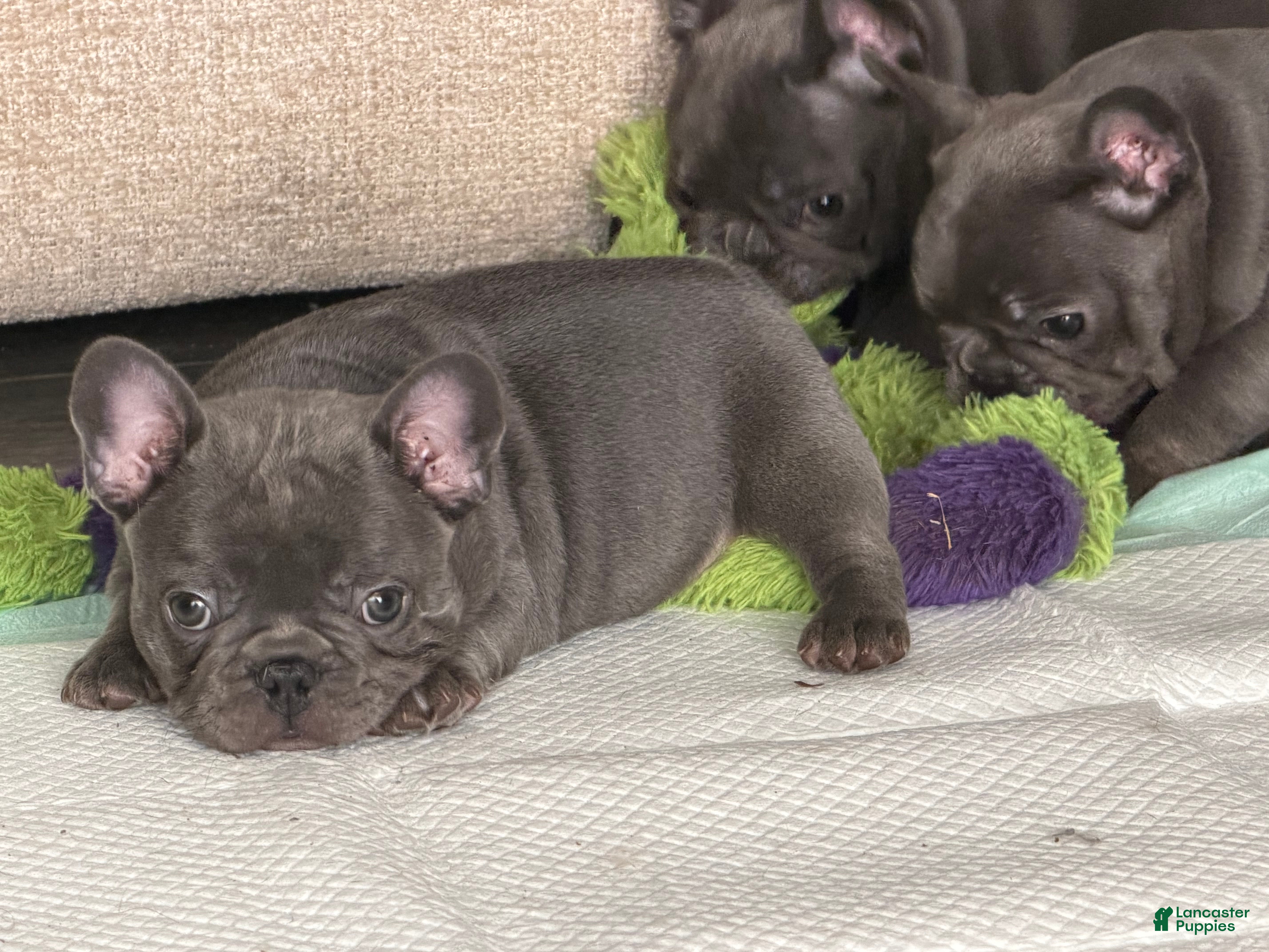 French Bulldog dogs French Bulldog Puppy 3 - Ad 22