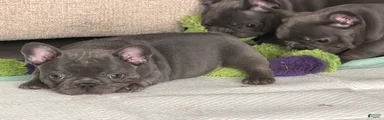 French Bulldog Puppy 3