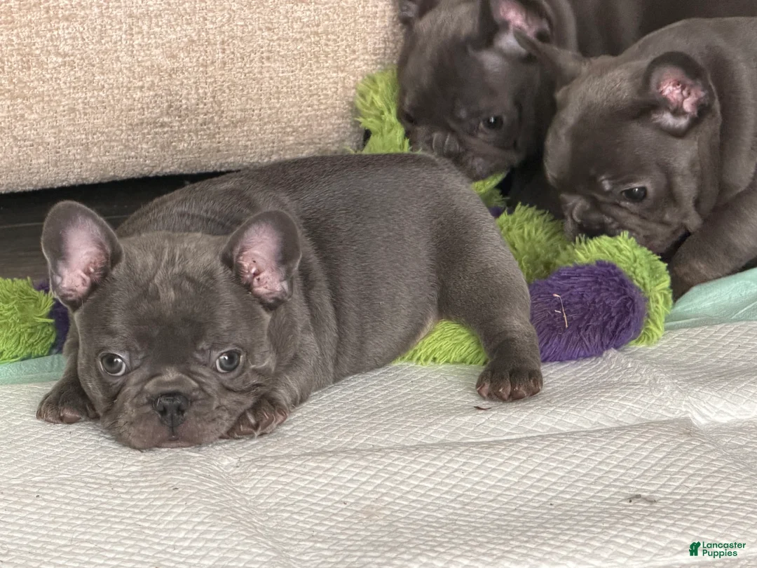 French Bulldog dogs for sale: French Bulldog Puppy 3 - Ad 1