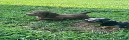 Miniature Dachshund dogs for sale: Leo  - Ad 9