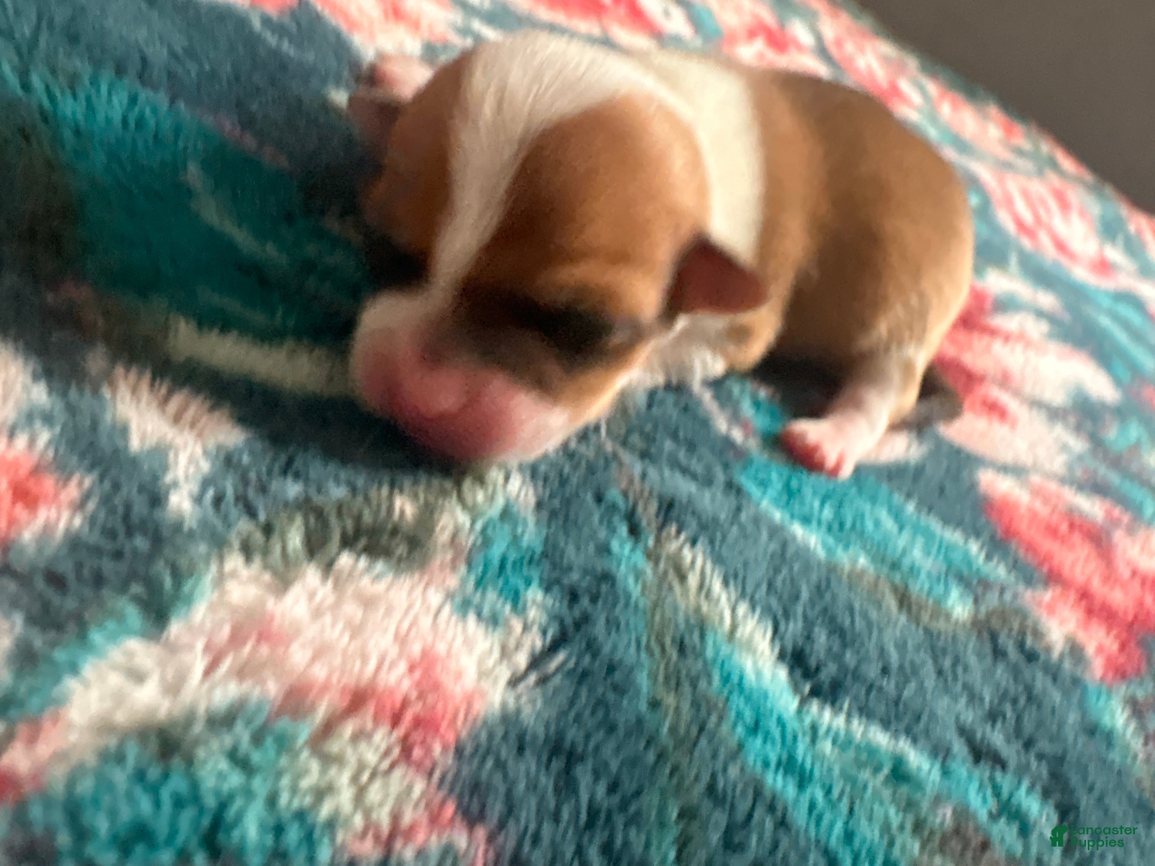 Chihuahua dogs Lola - Ad 1
