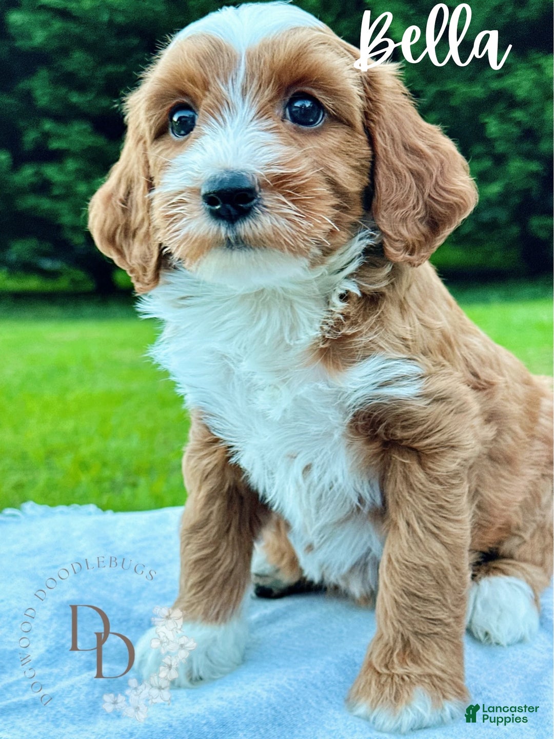 Mini Goldendoodle dogs for sale: Bella - Ad 1