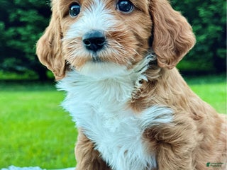 Mini Goldendoodle dogs Bella - Ad 5