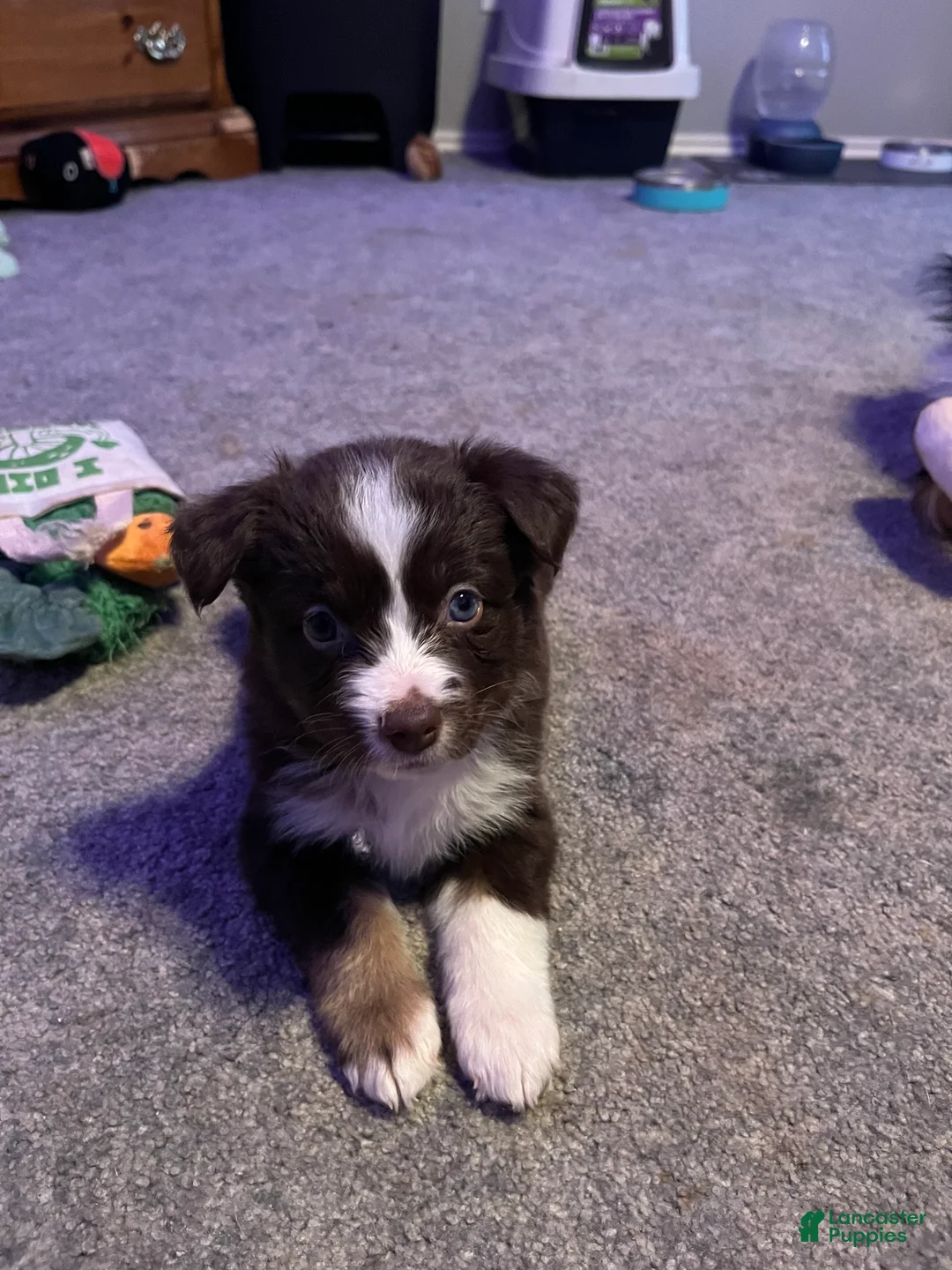 Miniature Australian Shepherd dogs for sale: Miniature Australian Shepherd Puppy 6 - Ad 2