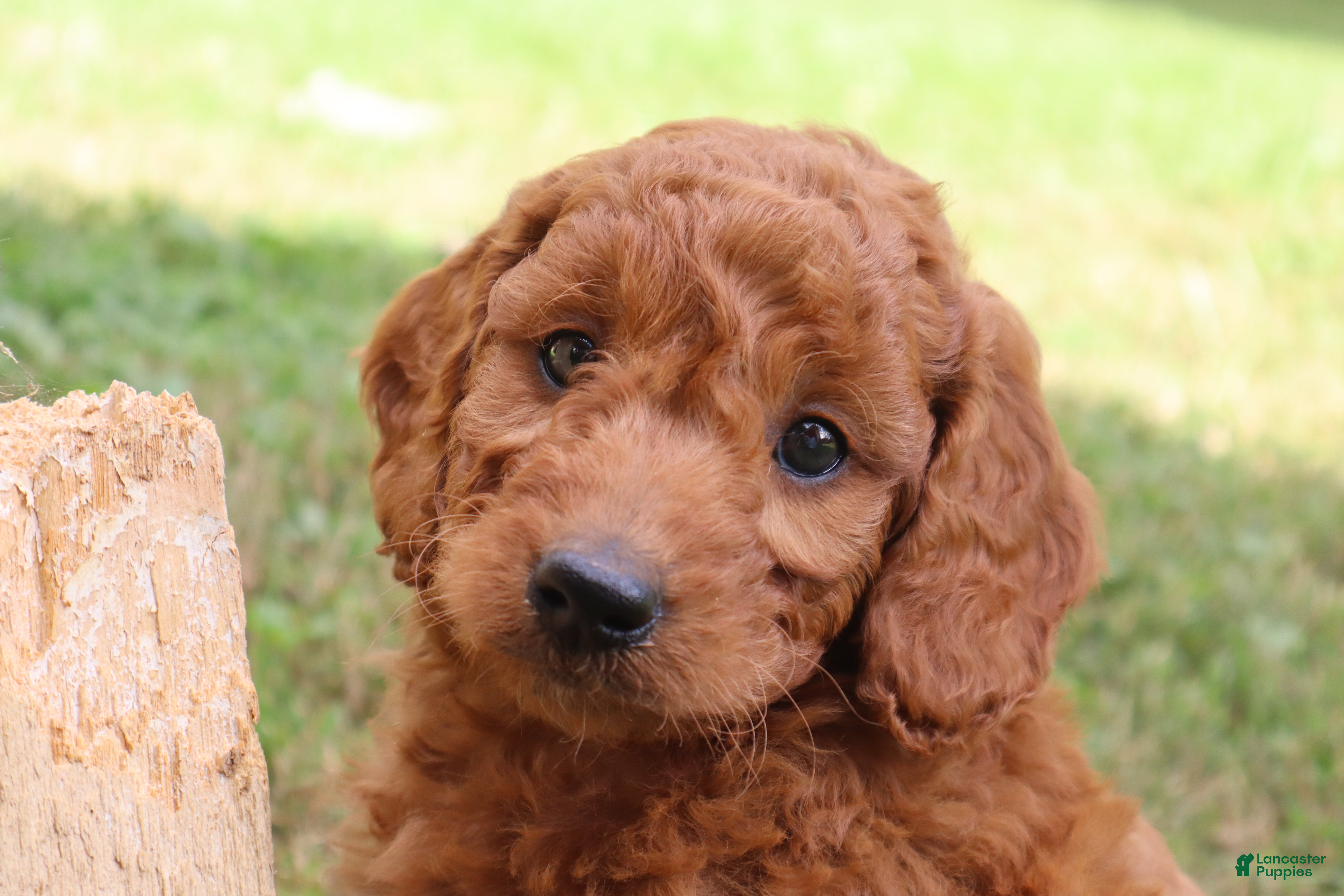 Mini Goldendoodle dogs Twix - Ad 2