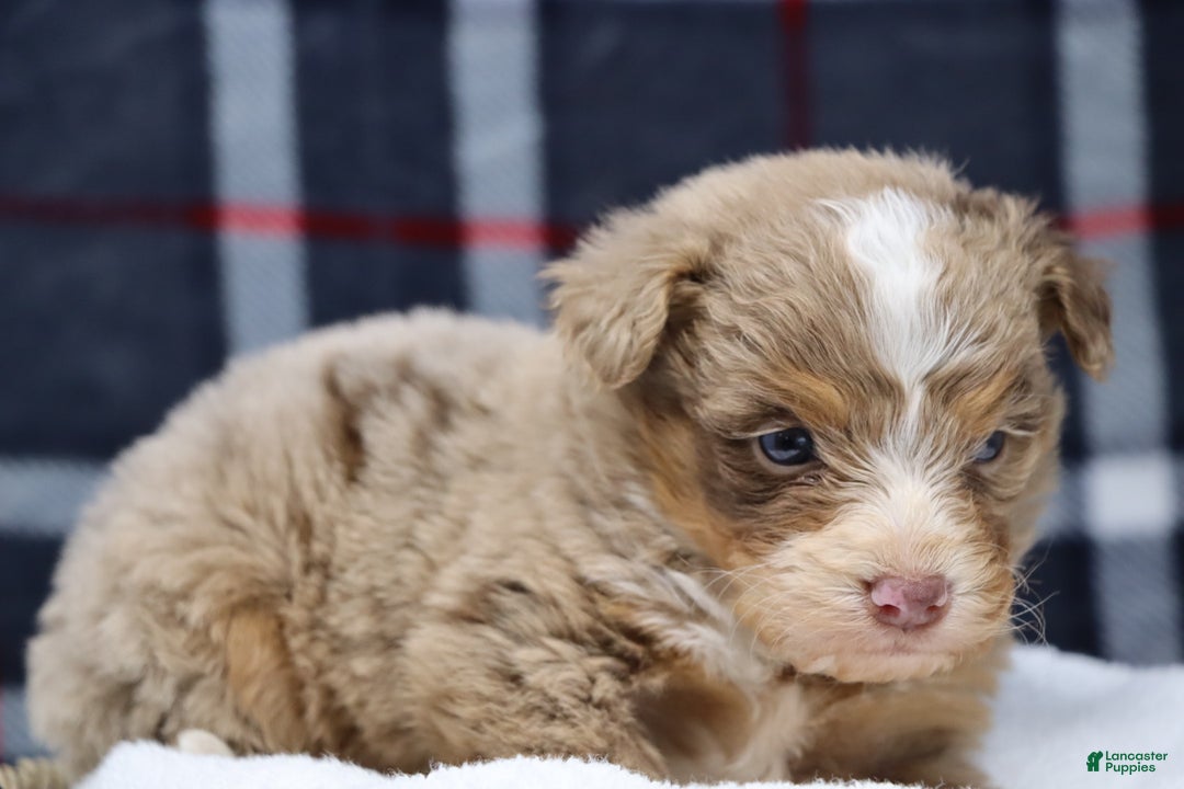 Mixed Breed dogs for sale:  chase - Ad 4