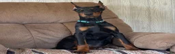 Doberman Pinscher dogs for sale: Vixie - Ad 1