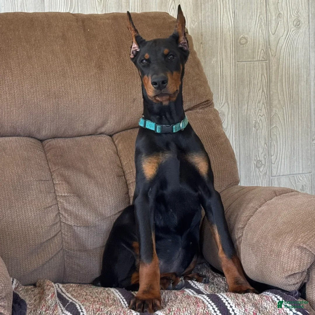 Doberman Pinscher dogs for sale: Vixie - Ad 1