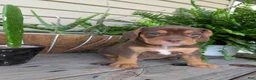Beabull dogs for sale: Winston  - Ad 3