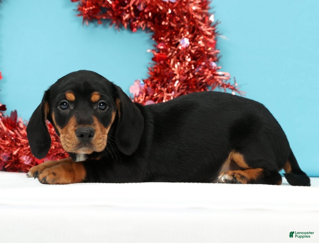 Miniature Dachshund dogs for sale: Kylie - Ad 5