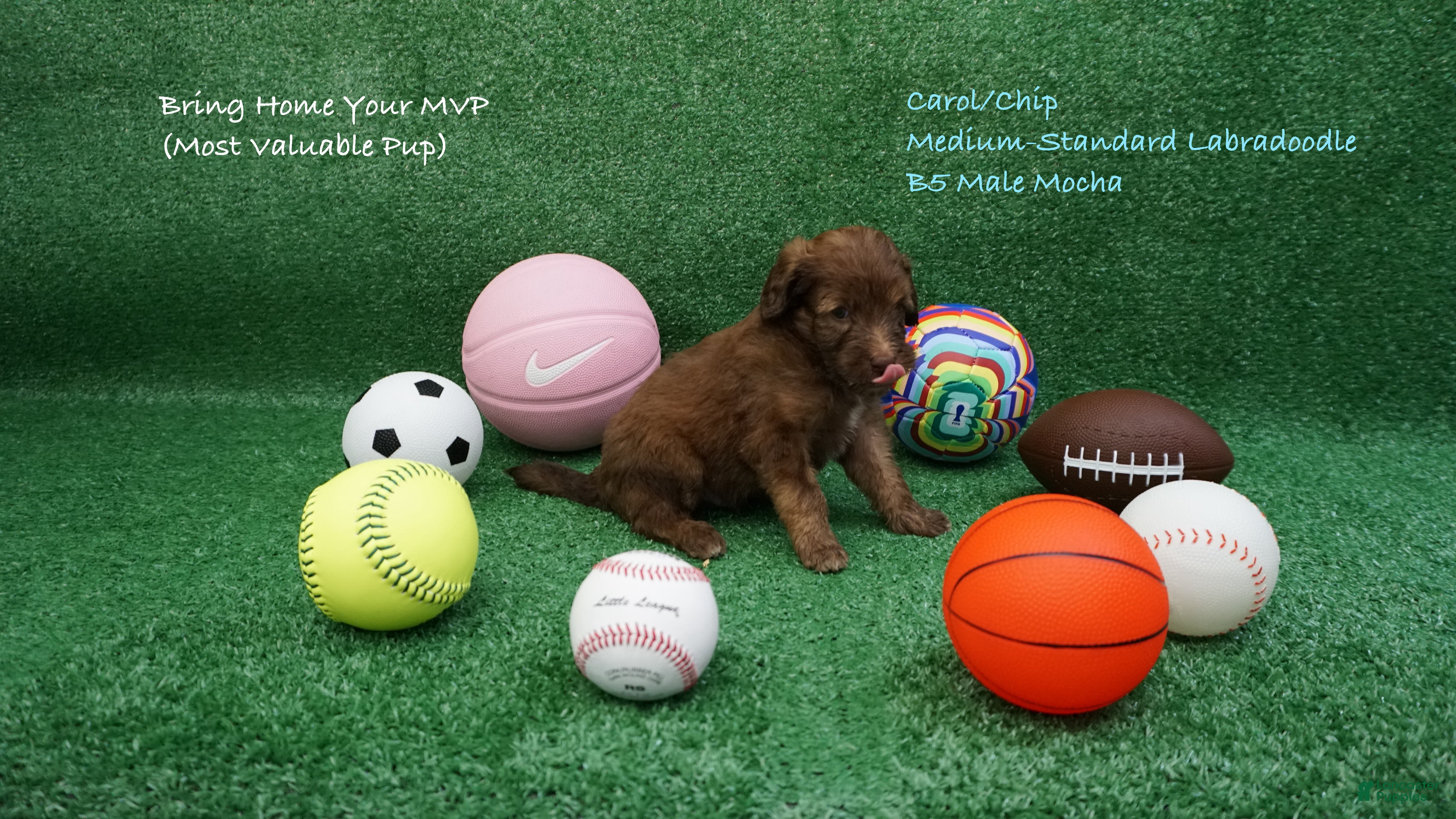 Australian Labradoodle dogs CCB5 - Ad 1