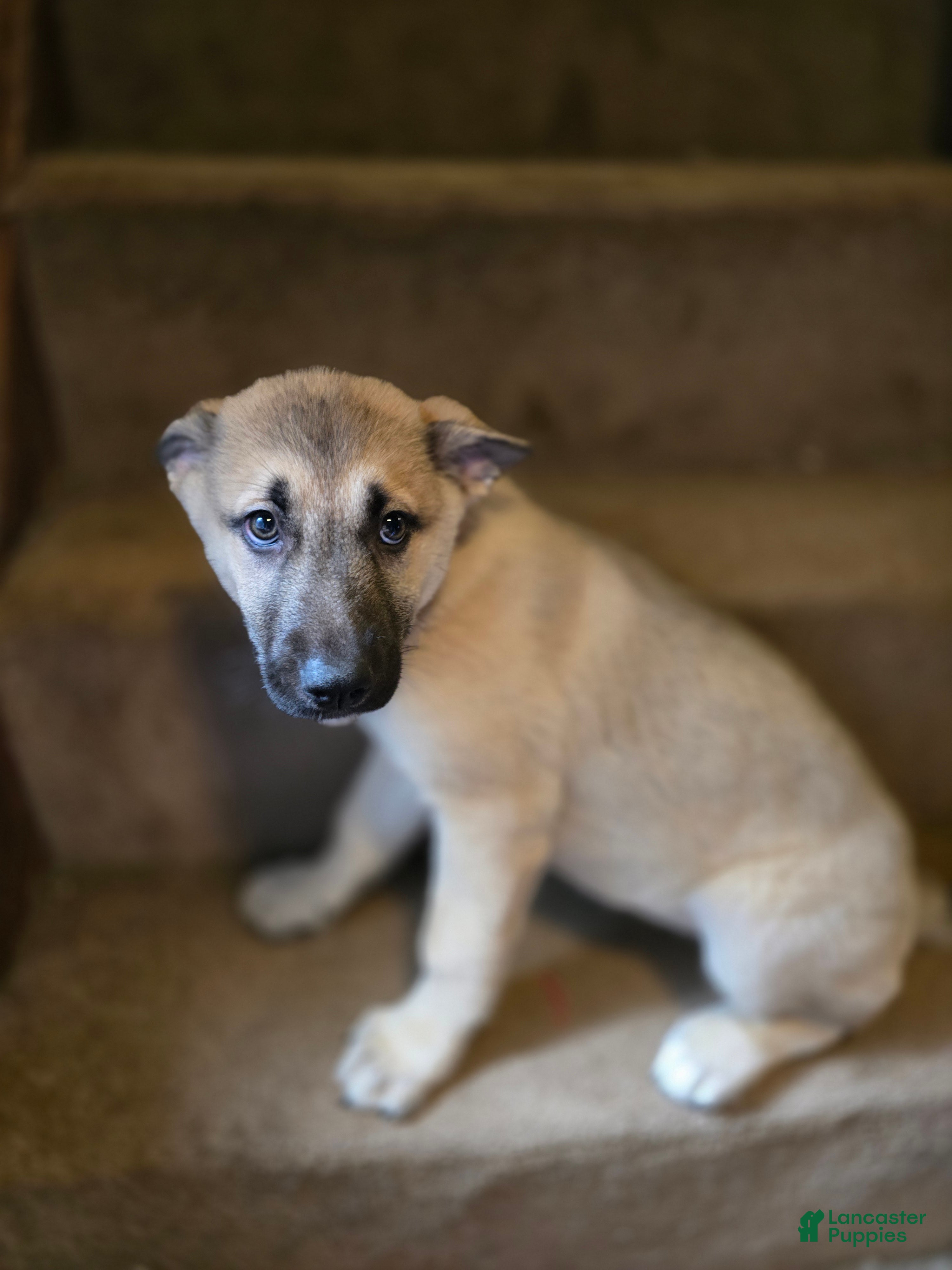 Gerberian Shepsky dogs Peanut  - Ad 1