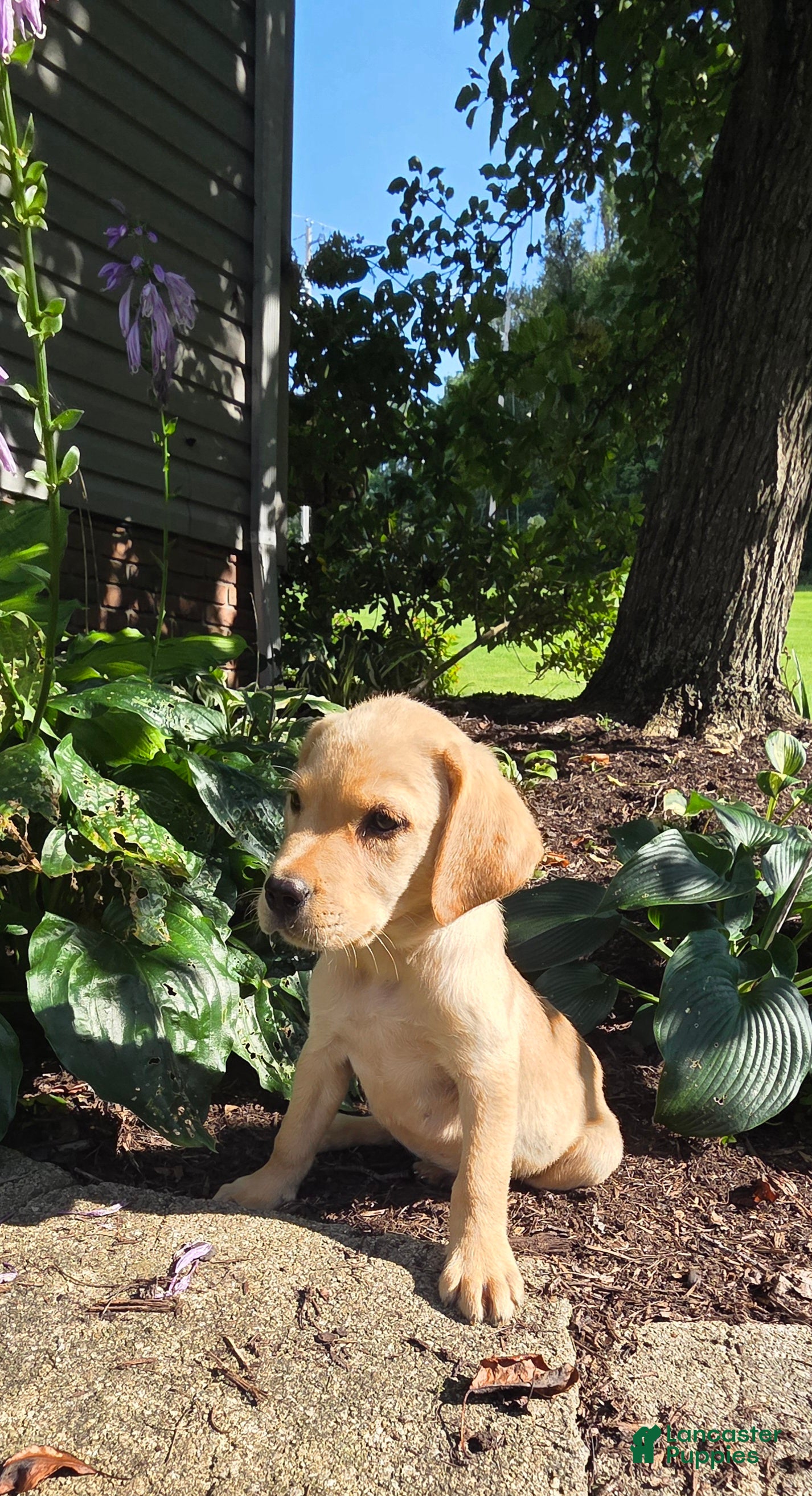 Labrador Retriever dogs Hank - Ad 2