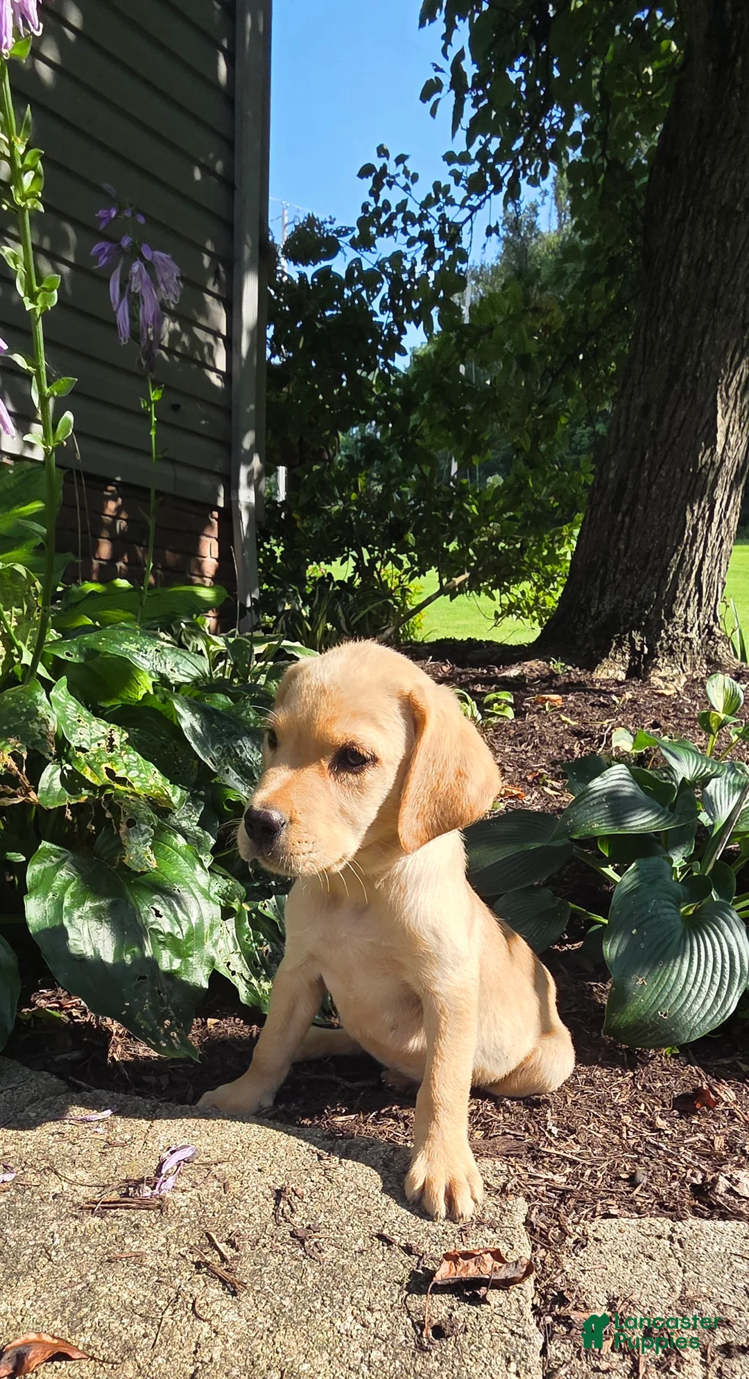 Labrador Retriever dogs for sale: Hank - Ad 2