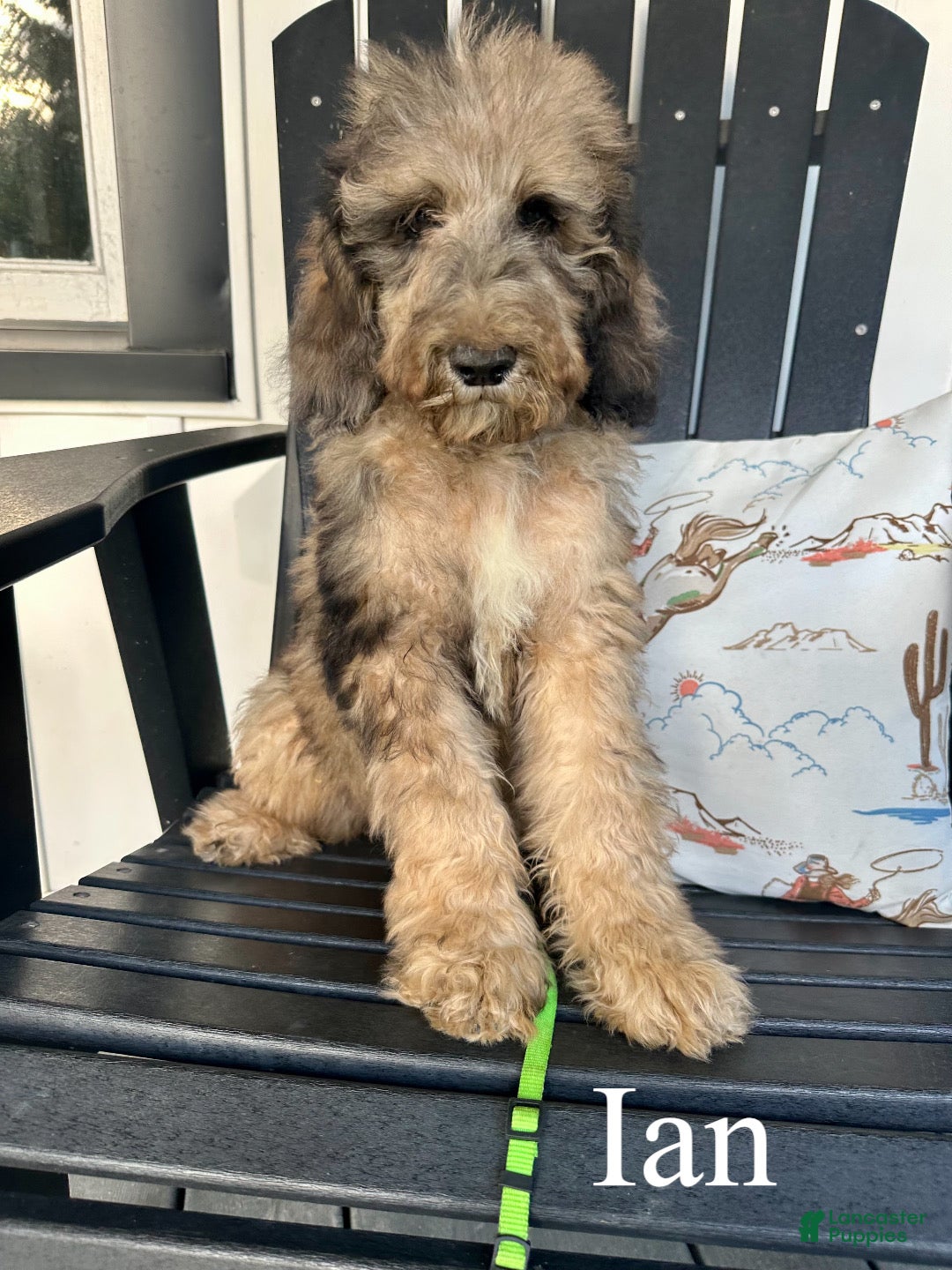 Standard Poodle dogs Ian - Ad 1