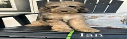 Standard Poodle dogs for sale: Ian - Ad 1