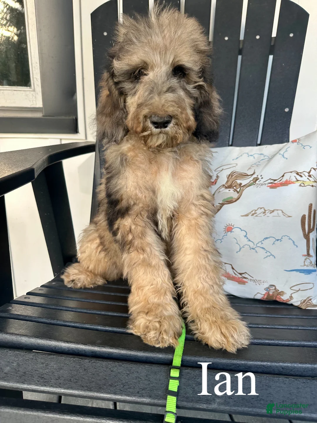 Standard Poodle dogs for sale: Ian - Ad 1