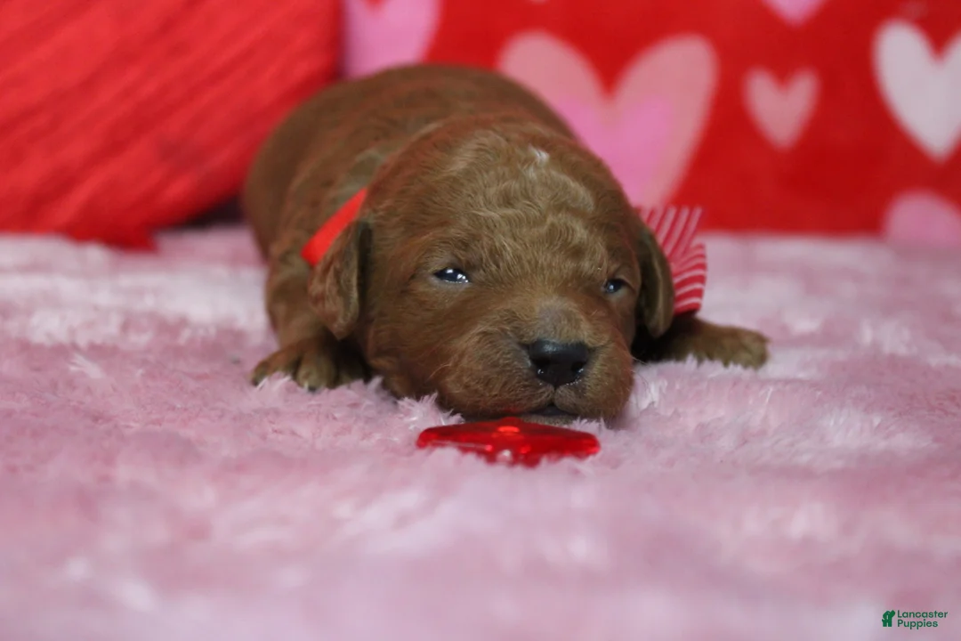 Goldendoodle dogs for sale: RC  - Ad 5