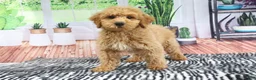 Mini Goldendoodle dogs for sale: Bandit - Ad 4