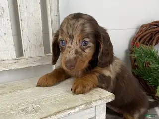Miniature Dachshund dogs Rosie - Ad 30