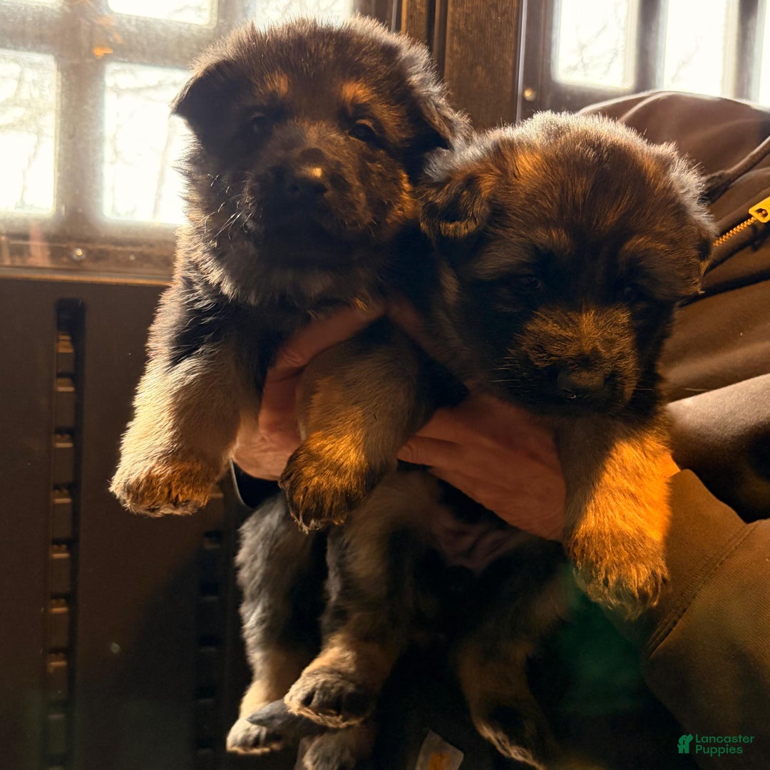 German Shepherd dogs for sale: Laika  - Ad 2