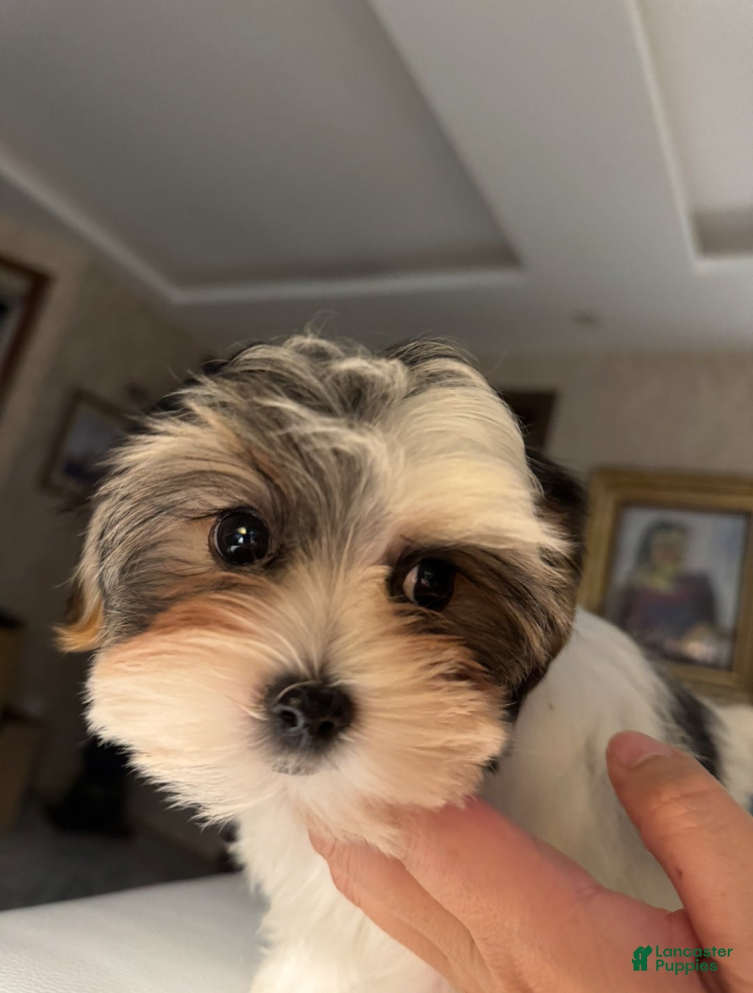 Morkie dogs for sale: Rice - Ad 4